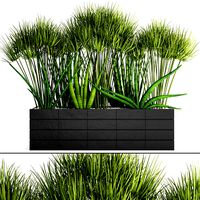 Tropical plants in flowerpot