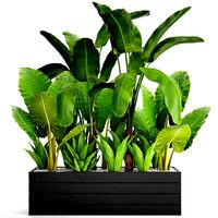 Tropical plants in flowerpot 2