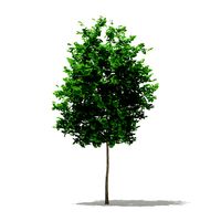 Ginkgo Tree Ginkgo biloba 4m