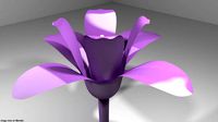 Flower - Orchid