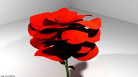 Flower - Rose