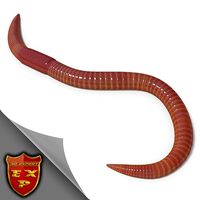 Worm pose 2