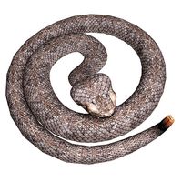 Rattlesnake