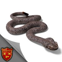 Rattlesnake pose 2