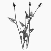 Pontederia cordata