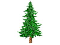 Toon Textured Pine Tree