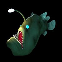 Angler Fish