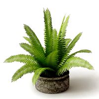 Potted Light Green Sago Cycas