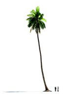 Palm Tree Coconut Tree Man Comparison