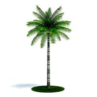 Coconut Palm Tree With Coconuts