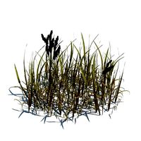 Hardy Pampas Grass