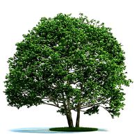Large Green Tree