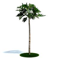 Tall Papaya Plant