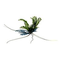 Green Fern With Long Roots