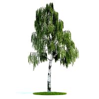 Tree   Betula Plant