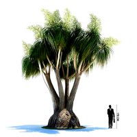 Green Tree Nolina Recurvata