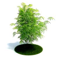 Phyllostachys Aurea Plant
