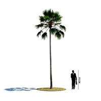Tall Palm Tree