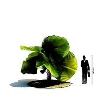 Green Palm Tree