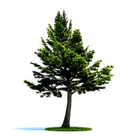 Textured Plant Cedrus Libani