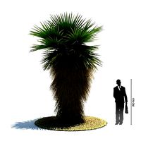 Green Palm Tree