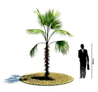 Young Palm Tree