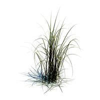 Grass   Miscanthus Giganteus