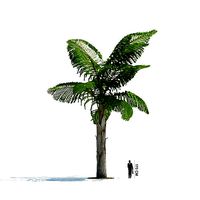 Tree Tall Plant