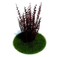 Berberis Thunbergii Plant