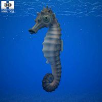 Seahorse Hippocampus Kuda