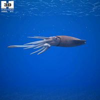 European Squid Loligo Vulgaris