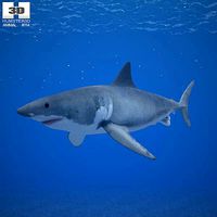 Great White Shark Carcharodon Carcharias