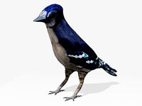 Blue Jay