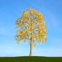 Yellow Leafe Tree Fraxinus