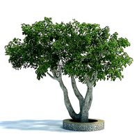 Ficus Plant