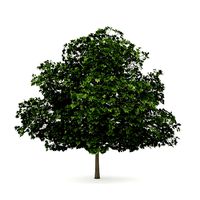 Common Maple 4 Acer campestre