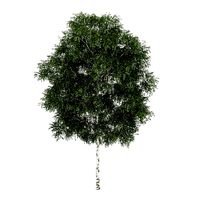 Silver Birch 5 Betula pendula