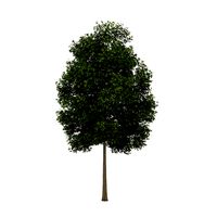 White Ash 2 Fraxinus americana