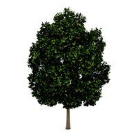 Common Maple 2 Acer campestre