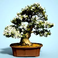 Satsuki Bonsai Tree Blossom 7