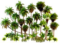 Palm trees Tropical