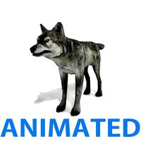 Wolf - Animated