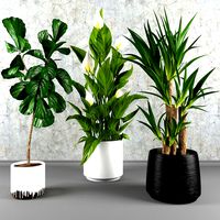 Contemporary house plant set