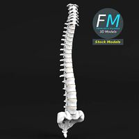 Anatomy - Human spine 2