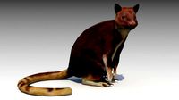 Tree-kangaroo