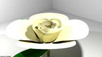 Flower - Gardenia