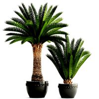 Phoenix canariensis