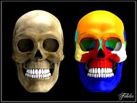 Human skull Vray