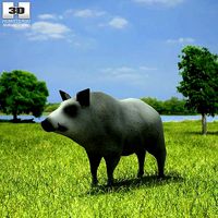 Boar Sus Scrofa