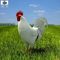 Rooster Leghorn Leghorn